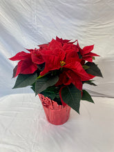 Load image into Gallery viewer, Poinsettia 6&quot;-8&quot;-10&quot;
