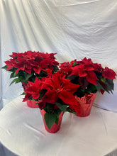 Load image into Gallery viewer, Poinsettia 6&quot;-8&quot;-10&quot;
