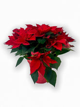 Load image into Gallery viewer, Poinsettia 6"-8"-10"
