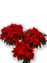 Load image into Gallery viewer, Poinsettia 6"-8"-10"
