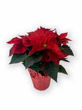 Load image into Gallery viewer, Poinsettia 6"-8"-10"
