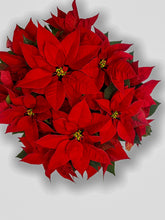 Load image into Gallery viewer, Poinsettia 6"-8"-10"
