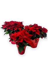 Load image into Gallery viewer, Poinsettia 6"-8"-10"
