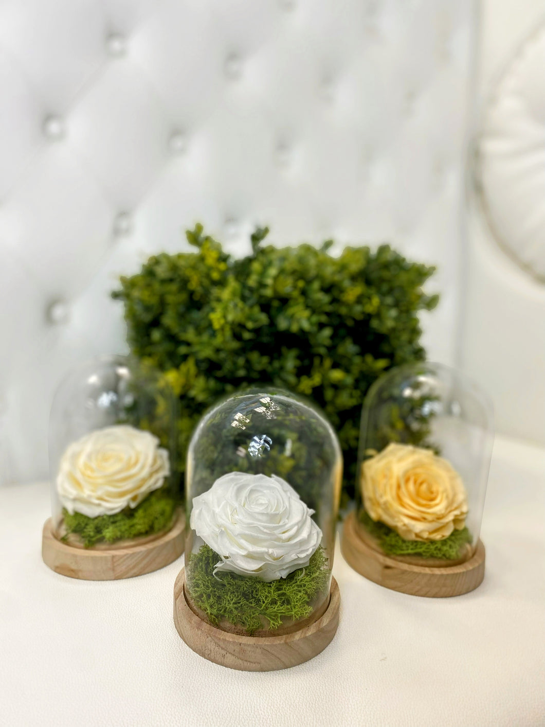 Bell Jar Eternal Rose