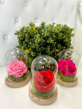 Load image into Gallery viewer, Bell Jar Eternal Rose
